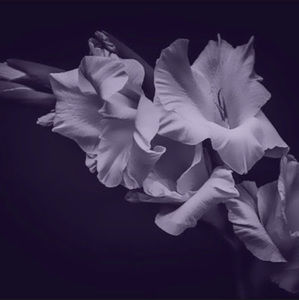 Meet your Posher, Francesca